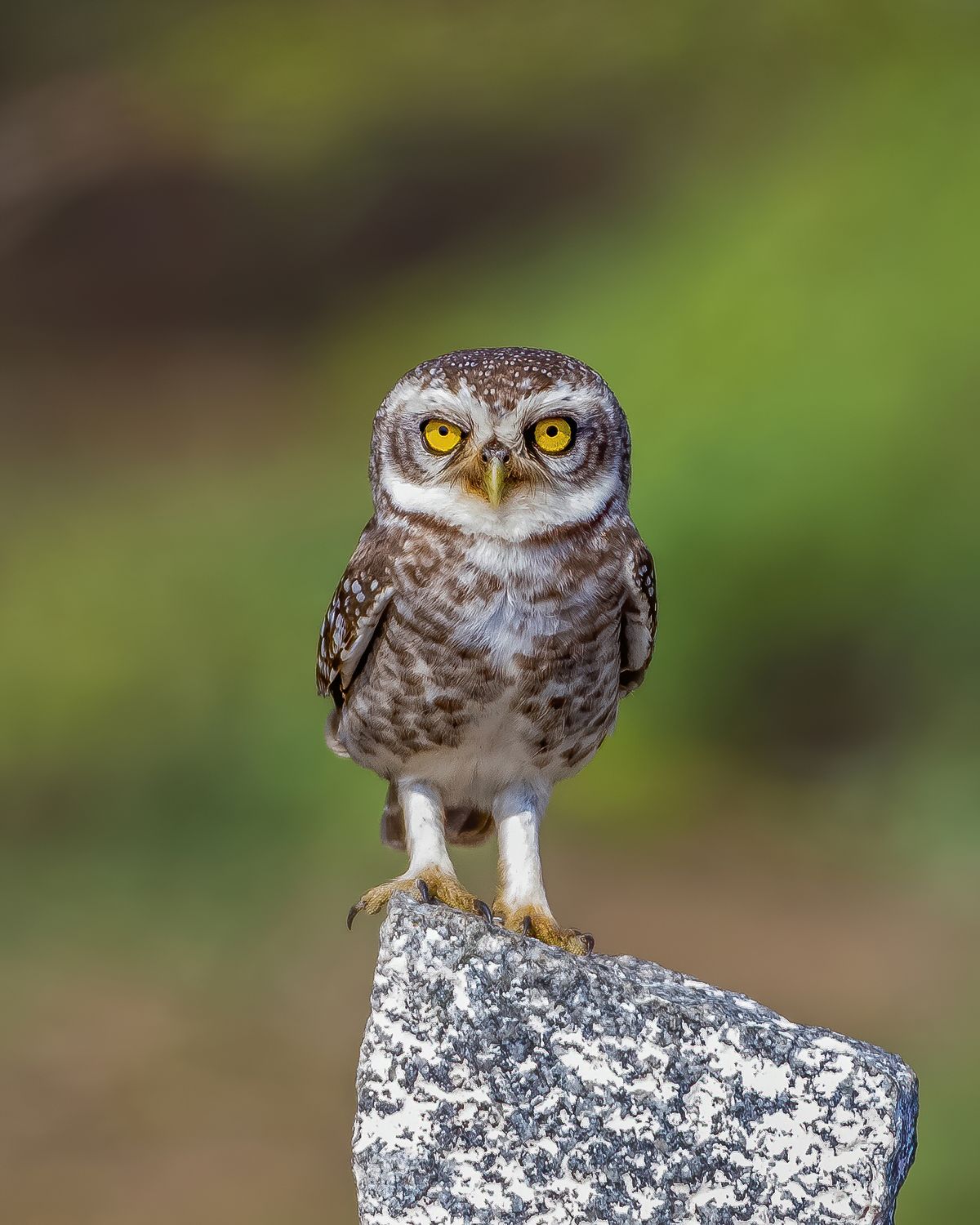 Spotted owlet (10)